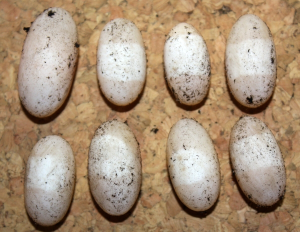 Gelege von Sternotherus odoratus. Die beginnende Eientwicklung lsst sich schon anhand des weissen Fleckes auf der Oberseite der Eier erkennen