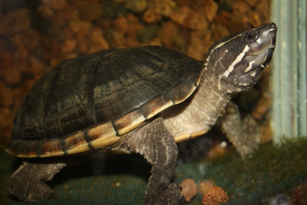 Weibchen der Gewhnlichen Moschusschildkrte - Sternotherus odoratus