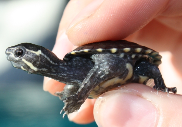 Schlpfling der Moschusschildkrte -Sternotherus odoratus