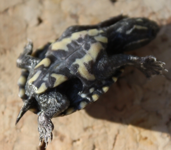 Schlpfling der Moschusschildkrte -Sternotherus odoratus