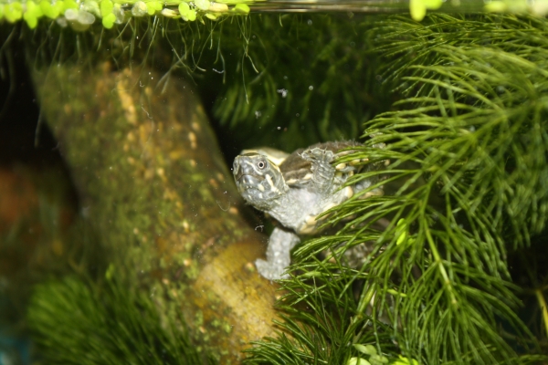 Juntier von Sternotherus odoratus im Aufzuchtterrarium